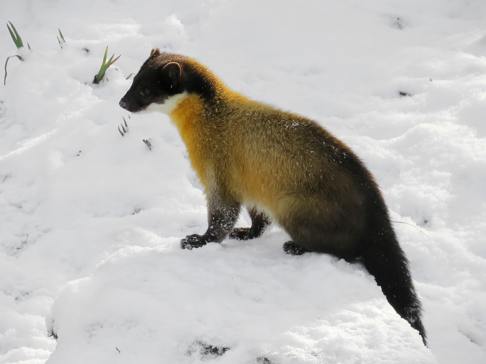 Resultado de imagem para yellow throated marten in snow