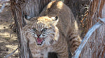 Back to School on Bobcats - Finals