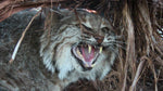 Back to School on Bobcats - Finals