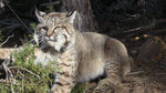 Back to School on Bobcats - Midterm