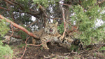 Back to School on Bobcats