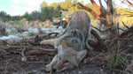 Back to School on Coyotes - Zero to 60