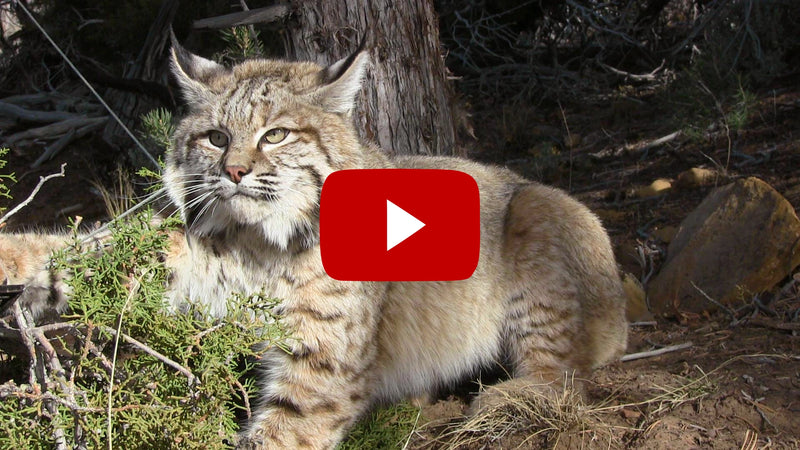Back to School on Bobcats