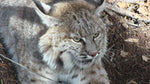 Back to School on Bobcats - Finals