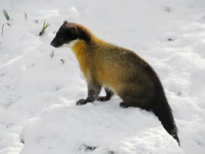 Western Cats Inc image of Marten in Snow